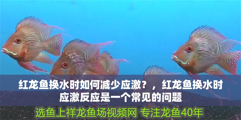 紅龍魚換水時如何減少應激？，紅龍魚換水時應激反應是一個常見的問題