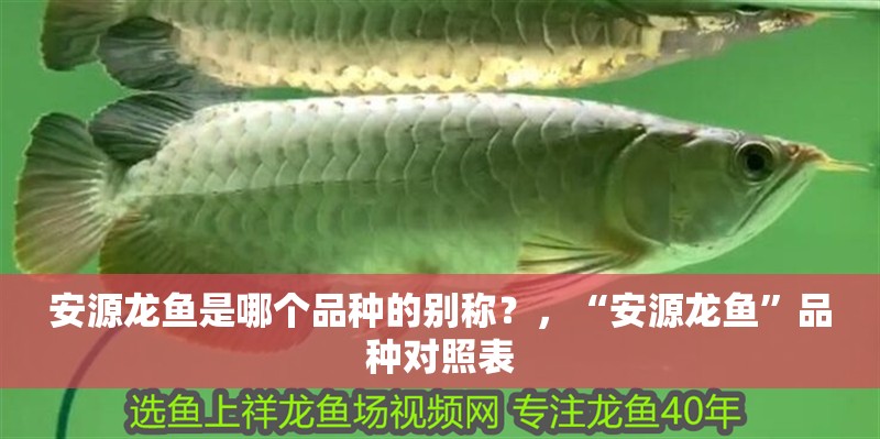 安源龍魚是哪個品種的別稱？，“安源龍魚”品種對照表