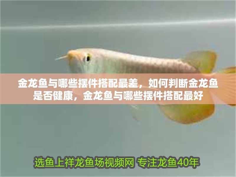 金龍魚與哪些擺件搭配最差，如何判斷金龍魚是否健康，金龍魚與哪些擺件搭配最好