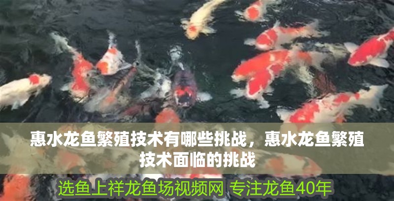 惠水龍魚繁殖技術有哪些挑戰，惠水龍魚繁殖技術面臨的挑戰