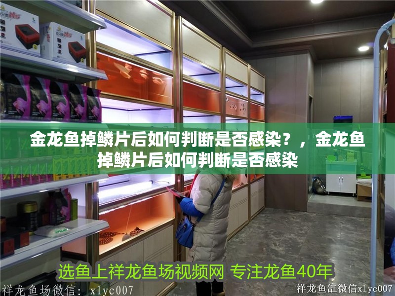 金龍魚掉鱗片后如何判斷是否感染？，金龍魚掉鱗片后如何判斷是否感染