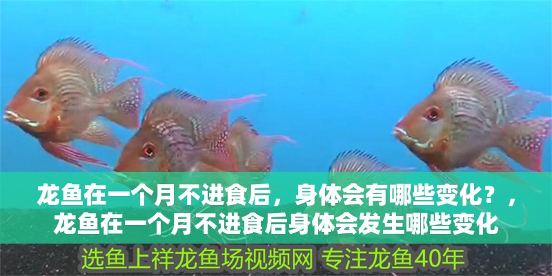 龍魚在一個月不進食后，身體會有哪些變化？，龍魚在一個月不進食后身體會發生哪些變化