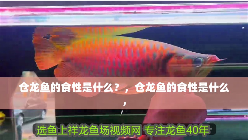 倉龍魚的食性是什么？，倉龍魚的食性是什么，