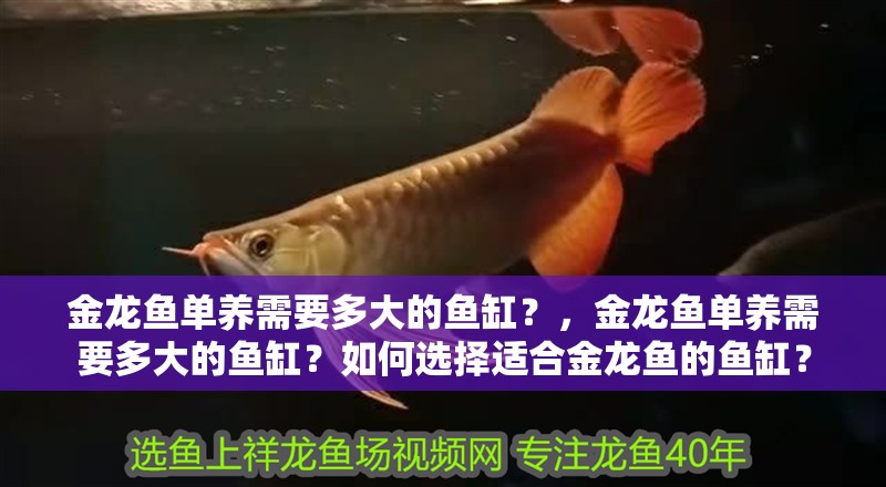 金龍魚單養需要多大的魚缸？，金龍魚單養需要多大的魚缸？如何選擇適合金龍魚的魚缸？
