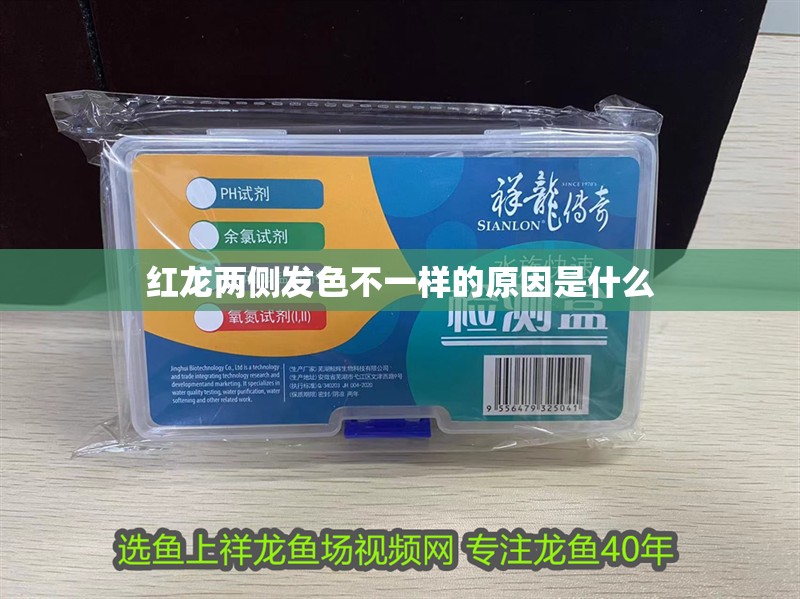 紅龍兩側(cè)發(fā)色不一樣的原因是什么