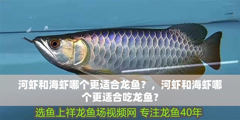 河蝦和海蝦哪個更適合龍魚？，河蝦和海蝦哪個更適合吃龍魚？