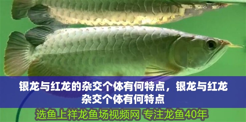 銀龍與紅龍的雜交個體有何特點(diǎn)，銀龍與紅龍雜交個體有何特點(diǎn)