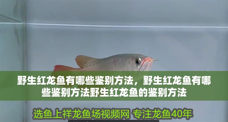 野生紅龍魚有哪些鑒別方法，野生紅龍魚有哪些鑒別方法野生紅龍魚的鑒別方法