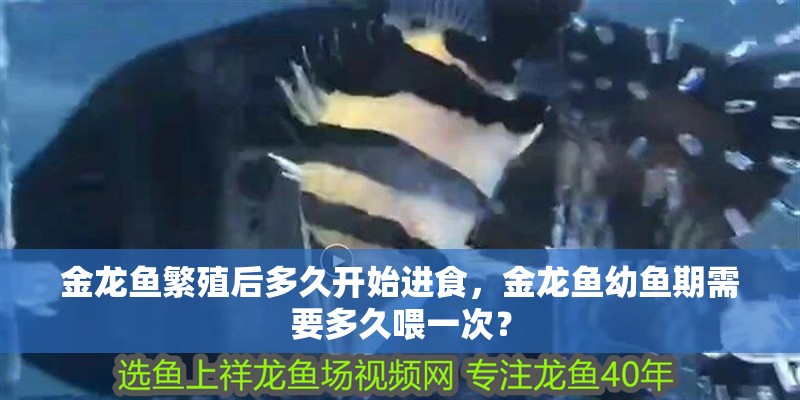 金龍魚繁殖后多久開始進食，金龍魚幼魚期需要多久喂一次？