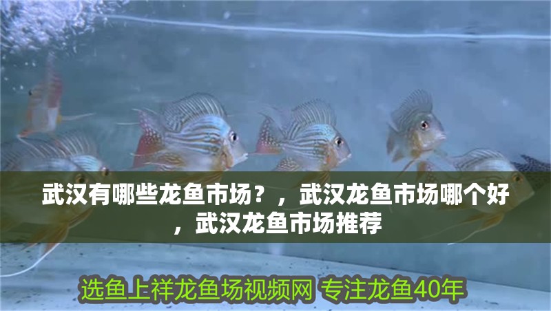 武漢有哪些龍魚市場？，武漢龍魚市場哪個好，武漢龍魚市場推薦