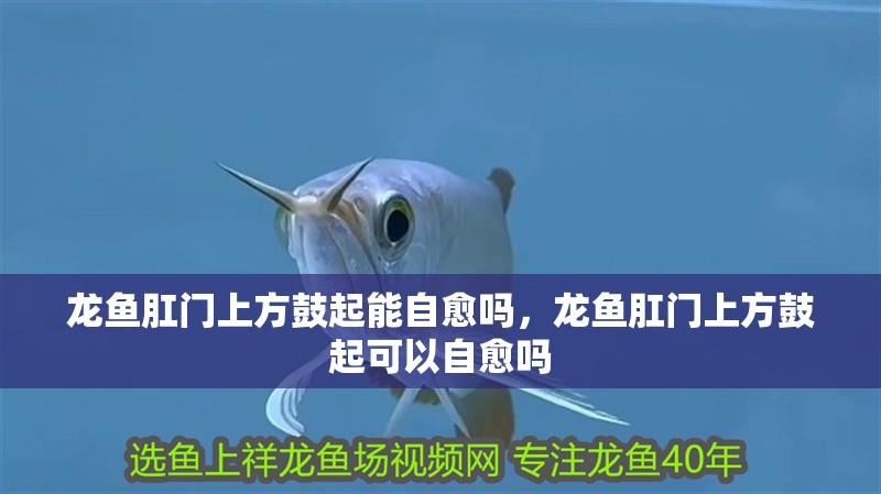 龍魚肛門上方鼓起能自愈嗎，龍魚肛門上方鼓起可以自愈嗎