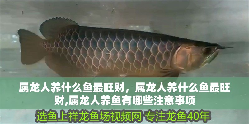 屬龍人養什么魚最旺財，屬龍人養什么魚最旺財,屬龍人養魚有哪些注意事項