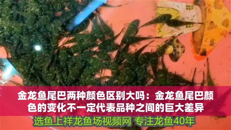 金龍魚尾巴兩種顏色區別大嗎:金龍魚尾巴顏色的變化不一定代表品種之間的巨大差異 龍魚百科 第1張 金龍魚尾巴兩種顏色區別大嗎:金龍魚尾巴顏色的變化不一定代表品種之間的巨大差異 金龍魚尾巴兩種顏色區別大嗎:金龍魚尾巴顏色的變化不一定代表品種之間的巨大差異 龍魚百科 第1張
