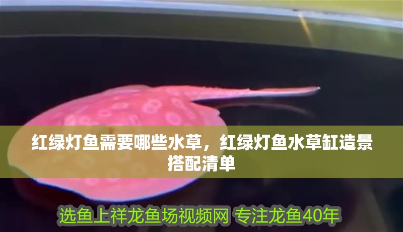 紅綠燈魚需要哪些水草，紅綠燈魚水草缸造景搭配清單