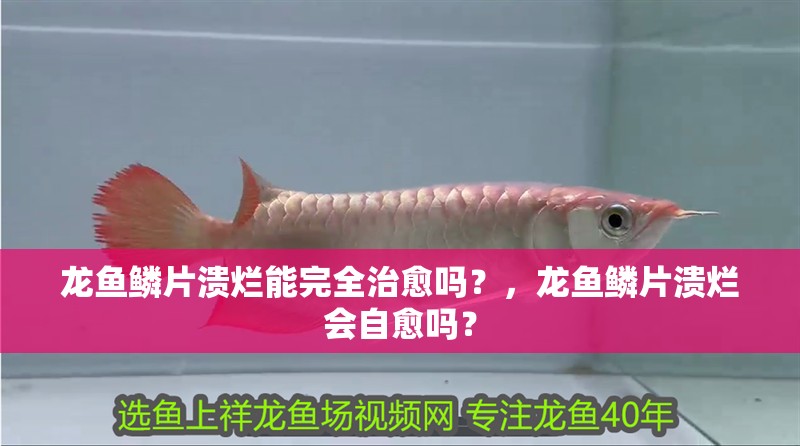 龍魚鱗片潰爛能完全治愈嗎？，龍魚鱗片潰爛會自愈嗎？