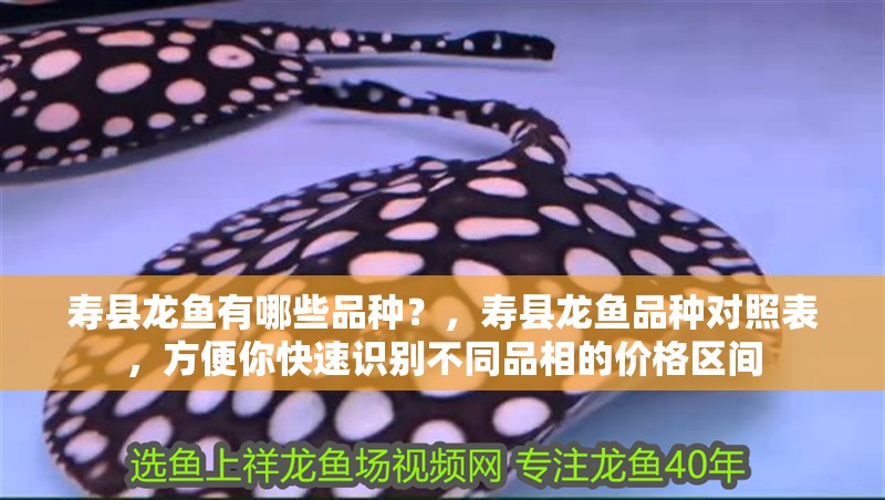 壽縣龍魚有哪些品種？，壽縣龍魚品種對照表，方便你快速識別不同品相的價格區間