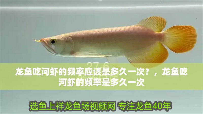 龍魚吃河蝦的頻率應該是多久一次？，龍魚吃河蝦的頻率是多久一次