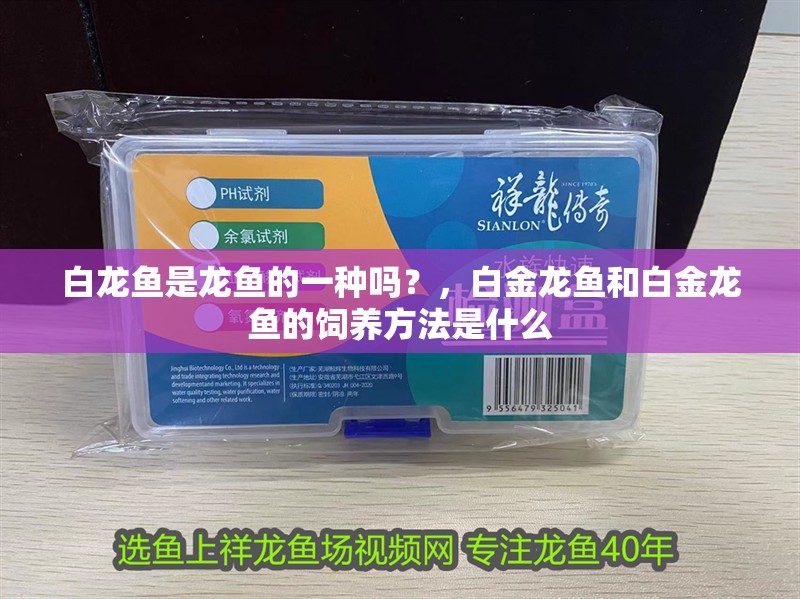 白龍魚是龍魚的一種嗎？，白金龍魚和白金龍魚的飼養方法是什么