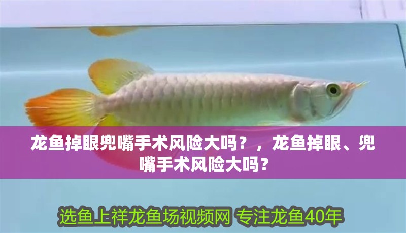 龍魚(yú)掉眼兜嘴手術(shù)風(fēng)險(xiǎn)大嗎？，龍魚(yú)掉眼、兜嘴手術(shù)風(fēng)險(xiǎn)大嗎？
