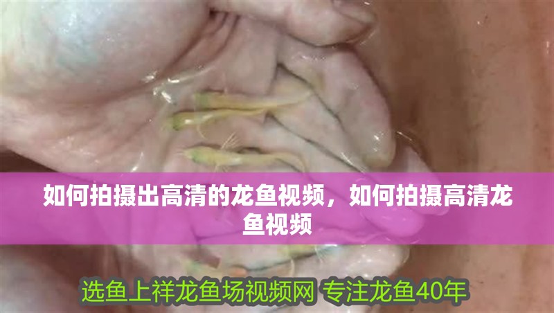 如何拍攝出高清的龍魚視頻，如何拍攝高清龍魚視頻