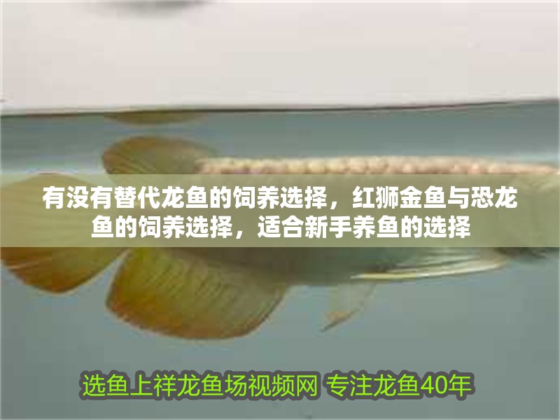 有沒有替代龍魚的飼養選擇，紅獅金魚與恐龍魚的飼養選擇，適合新手養魚的選擇