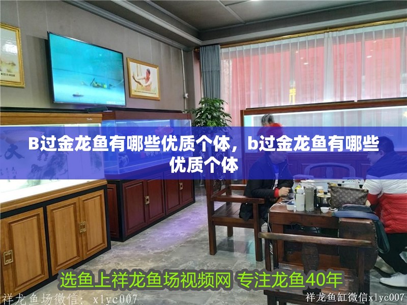 B過金龍魚有哪些優(yōu)質個體，b過金龍魚有哪些優(yōu)質個體
