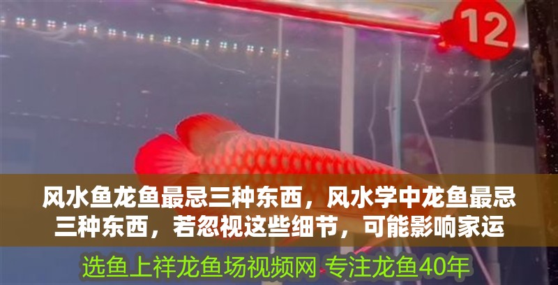 風水魚龍魚最忌三種東西，風水學中龍魚最忌三種東西，若忽視這些細節，可能影響家運