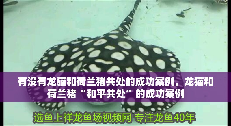 有沒有龍貓和荷蘭豬共處的成功案例，龍貓和荷蘭豬“和平共處”的成功案例