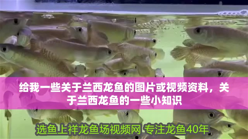 給我一些關于蘭西龍魚的圖片或視頻資料，關于蘭西龍魚的一些小知識