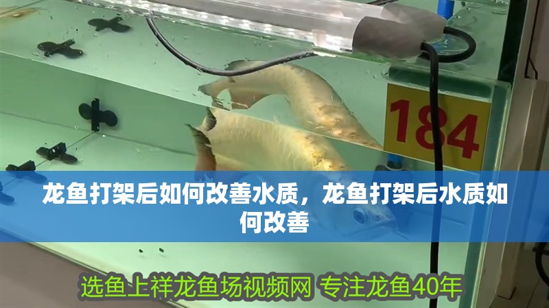 龍魚打架后如何改善水質(zhì)，龍魚打架后水質(zhì)如何改善
