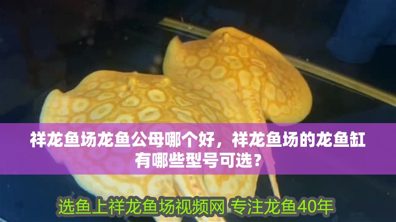 祥龍魚場龍魚公母哪個好，祥龍魚場的龍魚缸有哪些型號可選？