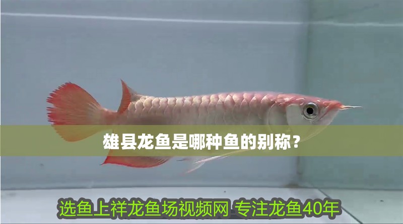 雄縣龍魚是哪種魚的別稱？