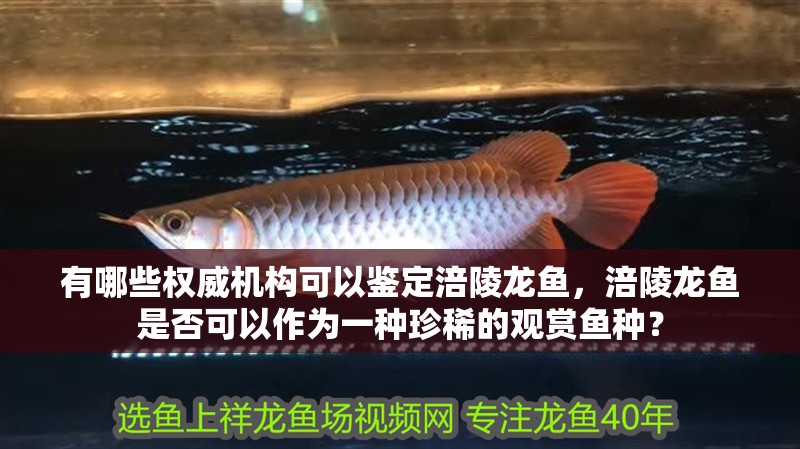 有哪些權威機構可以鑒定涪陵龍魚，涪陵龍魚是否可以作為一種珍稀的觀賞魚種？