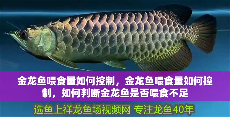 金龍魚喂食量如何控制，金龍魚喂食量如何控制，如何判斷金龍魚是否喂食不足