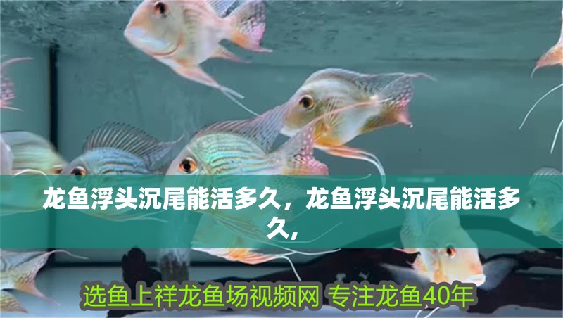 龍魚浮頭沉尾能活多久，龍魚浮頭沉尾能活多久,