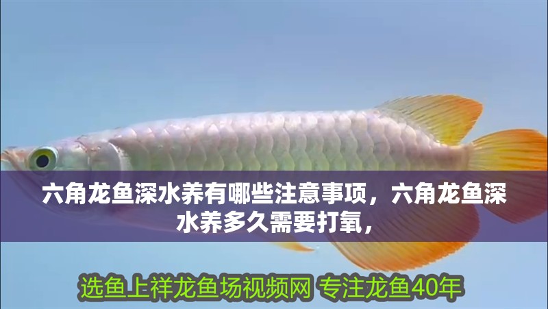 六角龍魚深水養有哪些注意事項，六角龍魚深水養多久需要打氧，