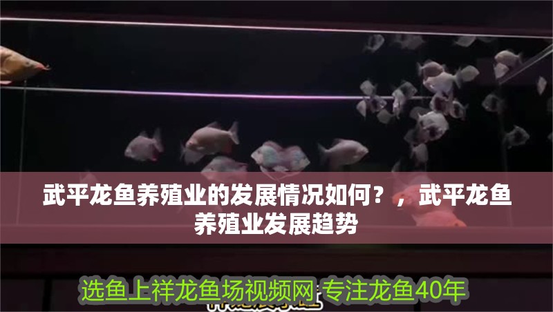 武平龍魚養殖業的發展情況如何？，武平龍魚養殖業發展趨勢