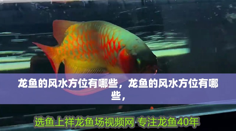 龍魚的風水方位有哪些，龍魚的風水方位有哪些，
