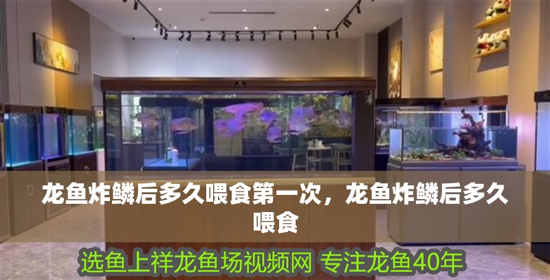 龍魚炸鱗后多久喂食第一次，龍魚炸鱗后多久喂食