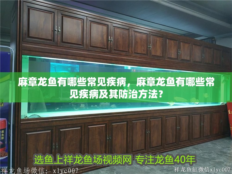 麻章龍魚有哪些常見疾病，麻章龍魚有哪些常見疾病及其防治方法？