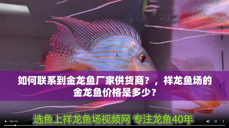 如何聯系到金龍魚廠家供貨商？，祥龍魚場的金龍魚價格是多少？