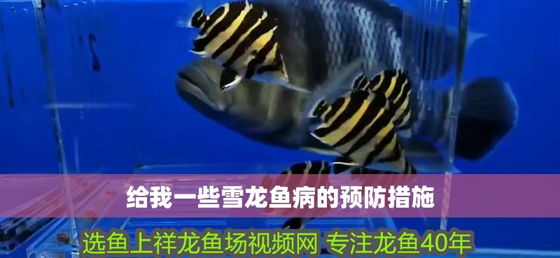 給我一些雪龍魚病的預防措施