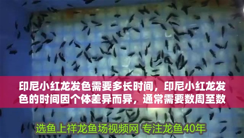 印尼小紅龍發(fā)色需要多長(zhǎng)時(shí)間，印尼小紅龍發(fā)色的時(shí)間因個(gè)體差異而異，通常需要數(shù)周至數(shù)月不等