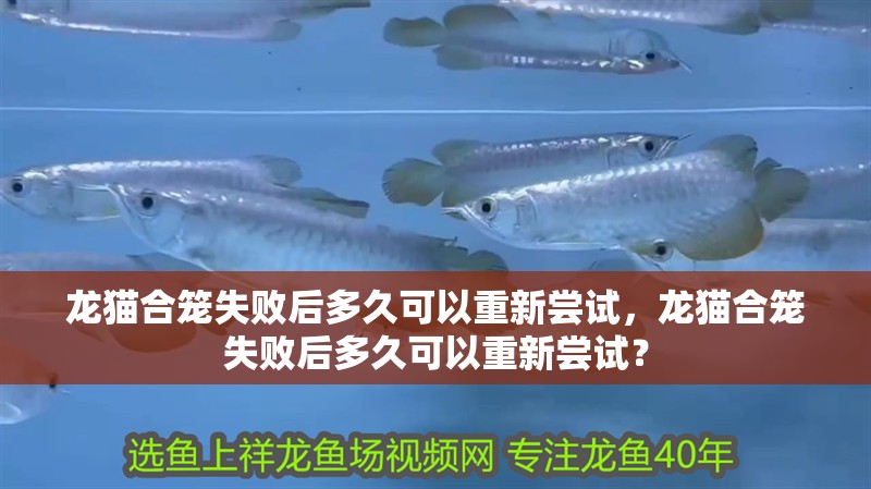 龍貓合籠失敗后多久可以重新嘗試，龍貓合籠失敗后多久可以重新嘗試？