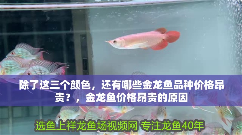除了這三個顏色，還有哪些金龍魚品種價格昂貴？，金龍魚價格昂貴的原因
