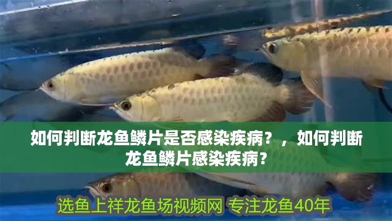 如何判斷龍魚鱗片是否感染疾病？，如何判斷龍魚鱗片感染疾病？