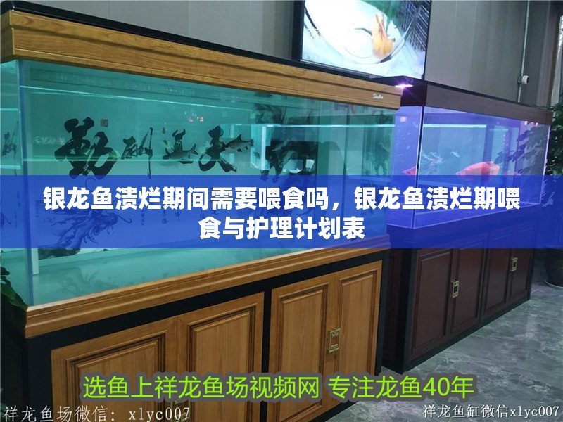 銀龍魚潰爛期間需要喂食嗎，銀龍魚潰爛期喂食與護(hù)理計(jì)劃表