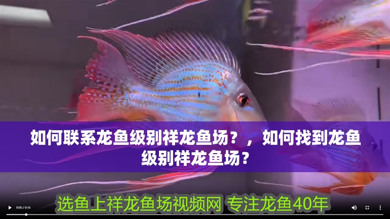 如何聯(lián)系龍魚級別祥龍魚場？，如何找到龍魚級別祥龍魚場？