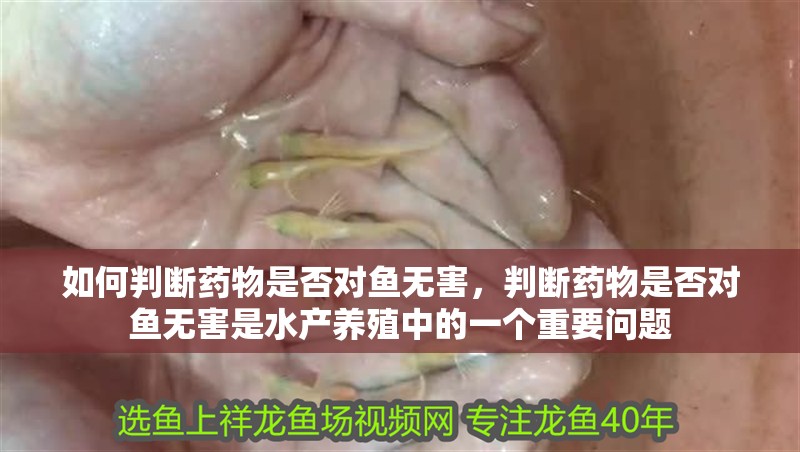 如何判斷藥物是否對魚無害，判斷藥物是否對魚無害是水產養殖中的一個重要問題