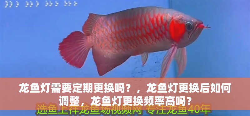 龍魚燈需要定期更換嗎？，龍魚燈更換后如何調整，龍魚燈更換頻率高嗎？